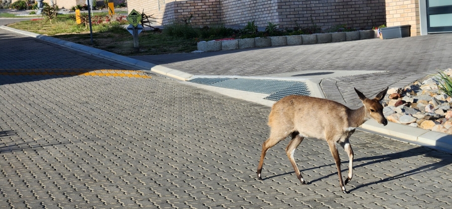 3 Bedroom Property for Sale in Blue Ridge Western Cape